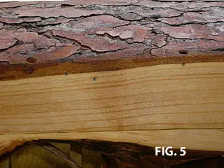 bark and wood preserved fig 5
