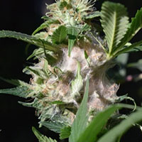 bud rot