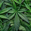 cannabis leaves