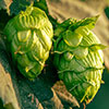 hops flowers