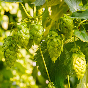 hops