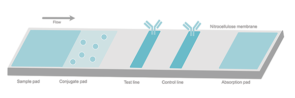 diagram of a lateral flow device