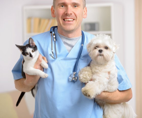 pets at the vet